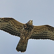 European Honey Buzzard  "Pernis apivorus"